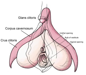 Clitoris_